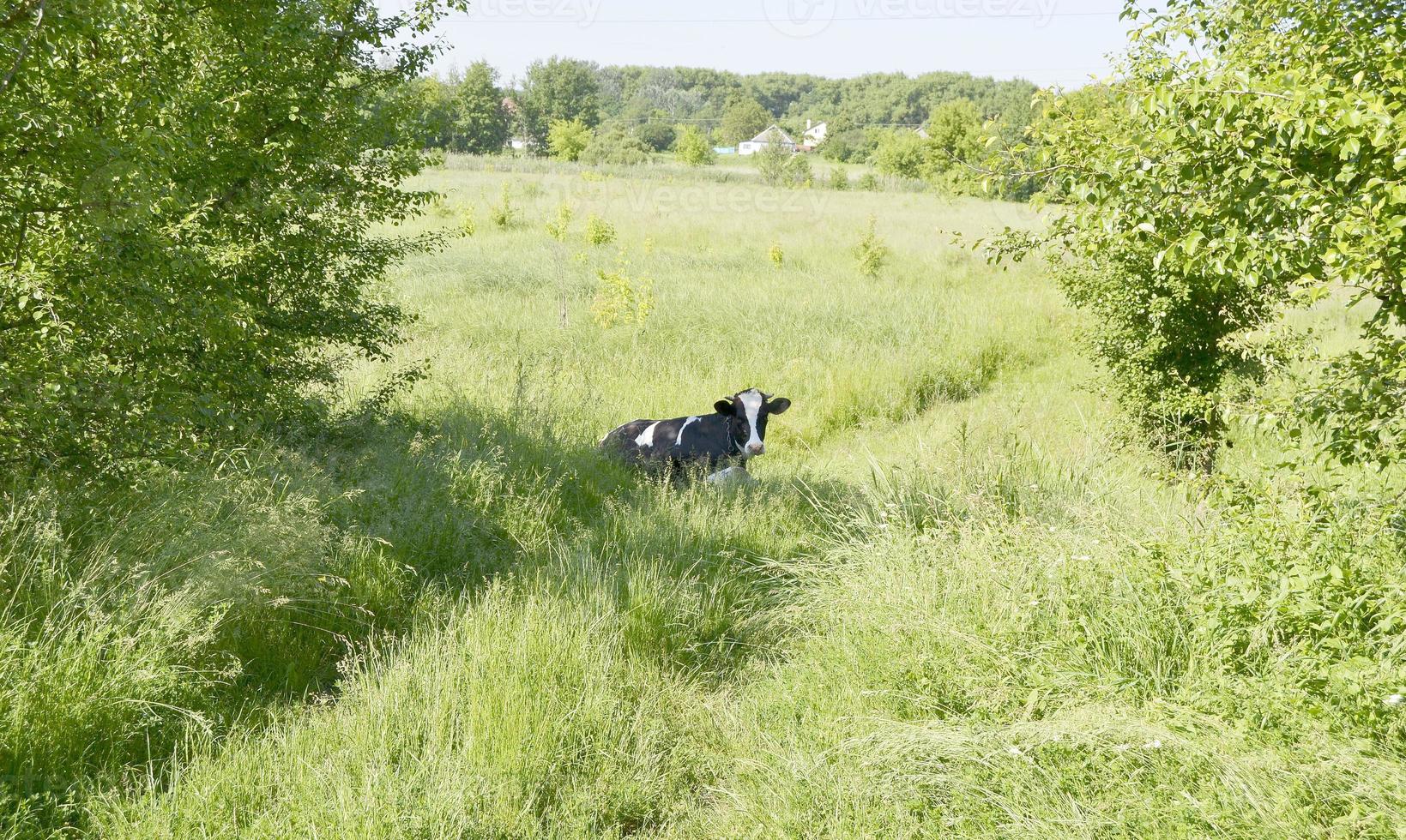 Milchkuh weidet auf grüner Wiese foto