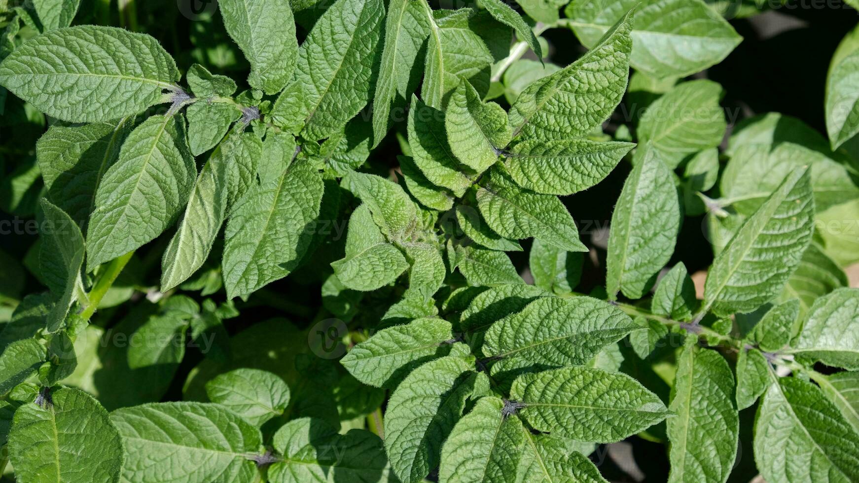 Grün frisch Blätter von Kartoffel - - Solanum Tuberosum - - auf Gebüsch im das Feld, oben Sicht. Hintergrund von ein Menge von Kartoffeln Blätter. foto