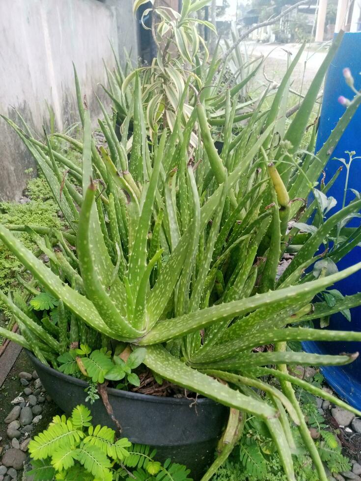 Aloe vera Blume Pflanze foto