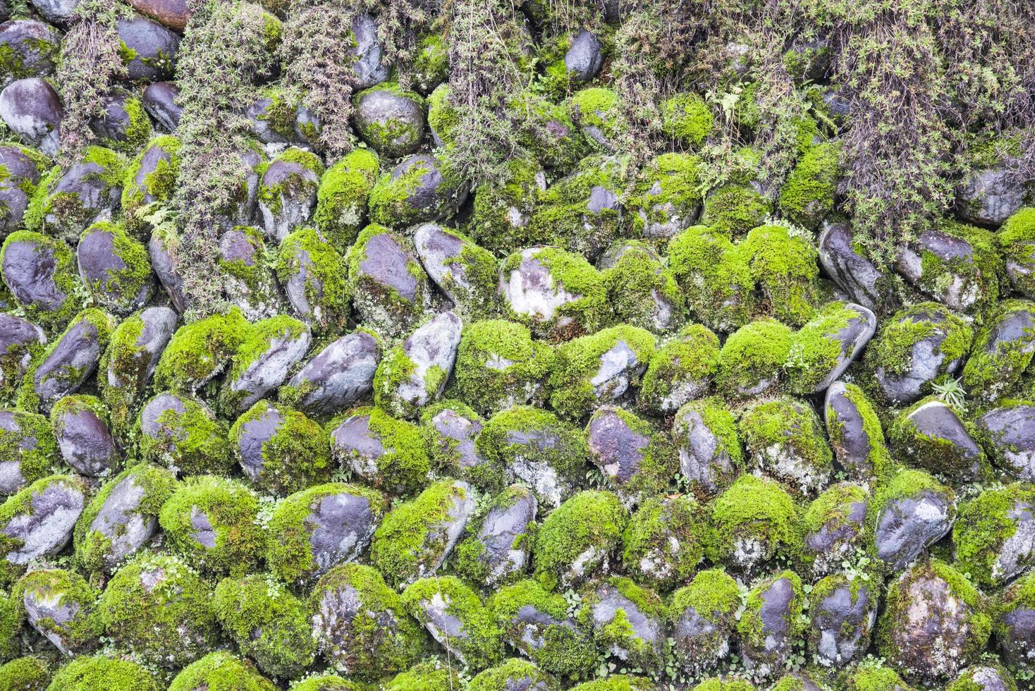 grüne Moosdecke an der Steinmauer, Naturkonzept foto