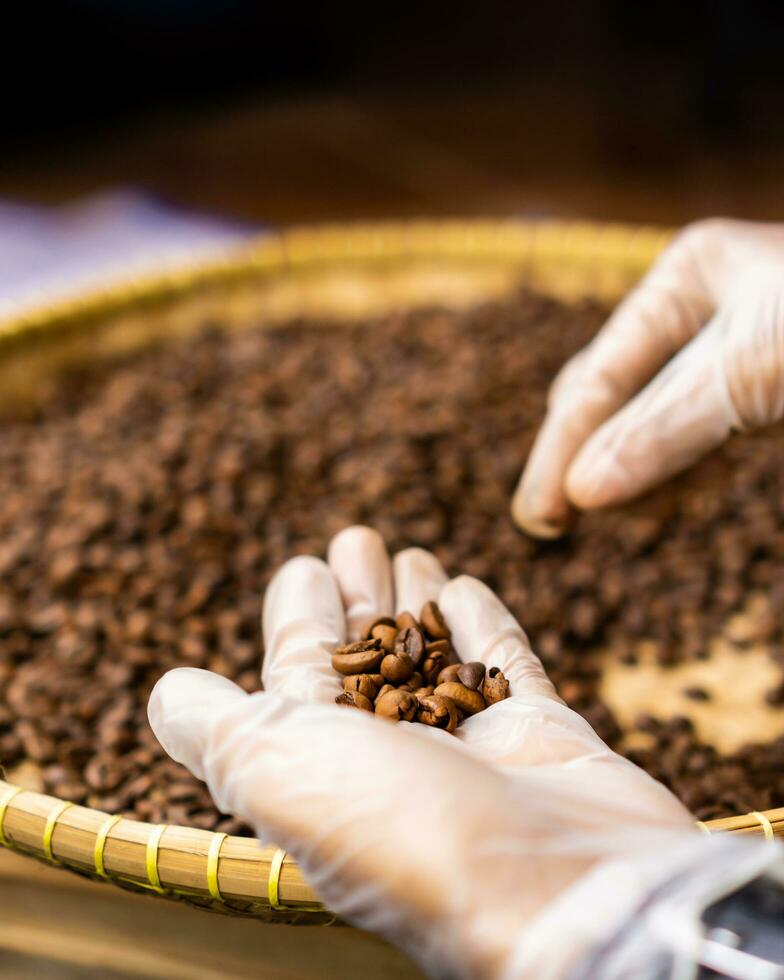 Hände von ein Kaffee Bräter wählen, wählen, und Sortieren Kaffee Bohnen Das haben gewesen geröstet im ein qc Prozess foto