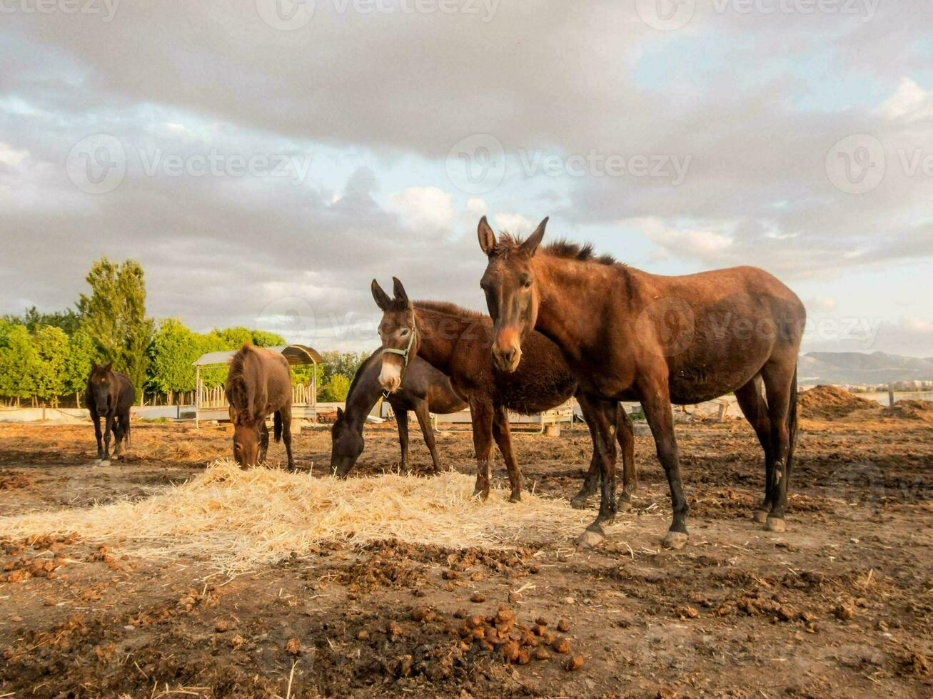 Pferde Fütterung auf das Bauernhof foto