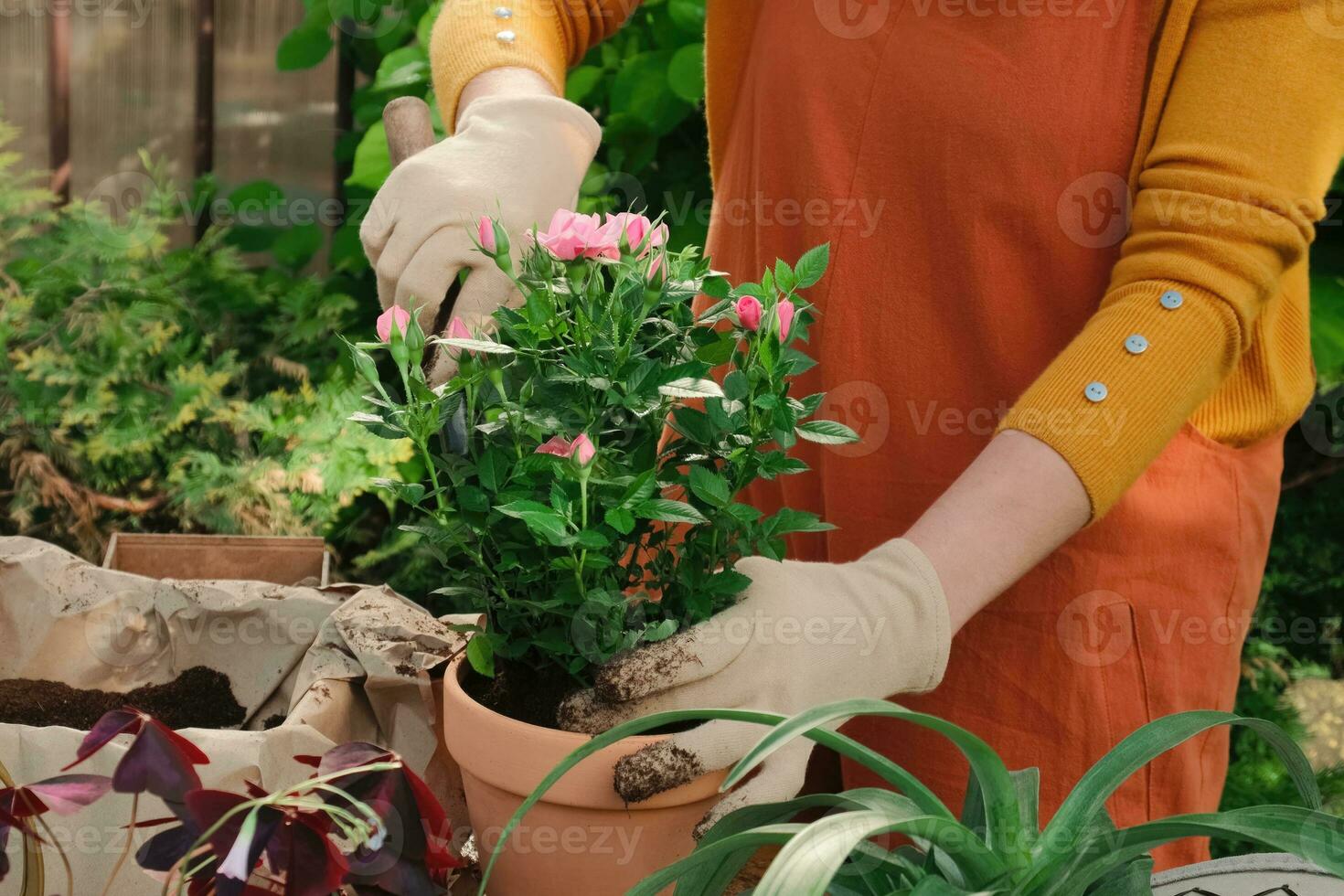 Gartenarbeit. weiblich Gärtner Pflanze Rosen. foto