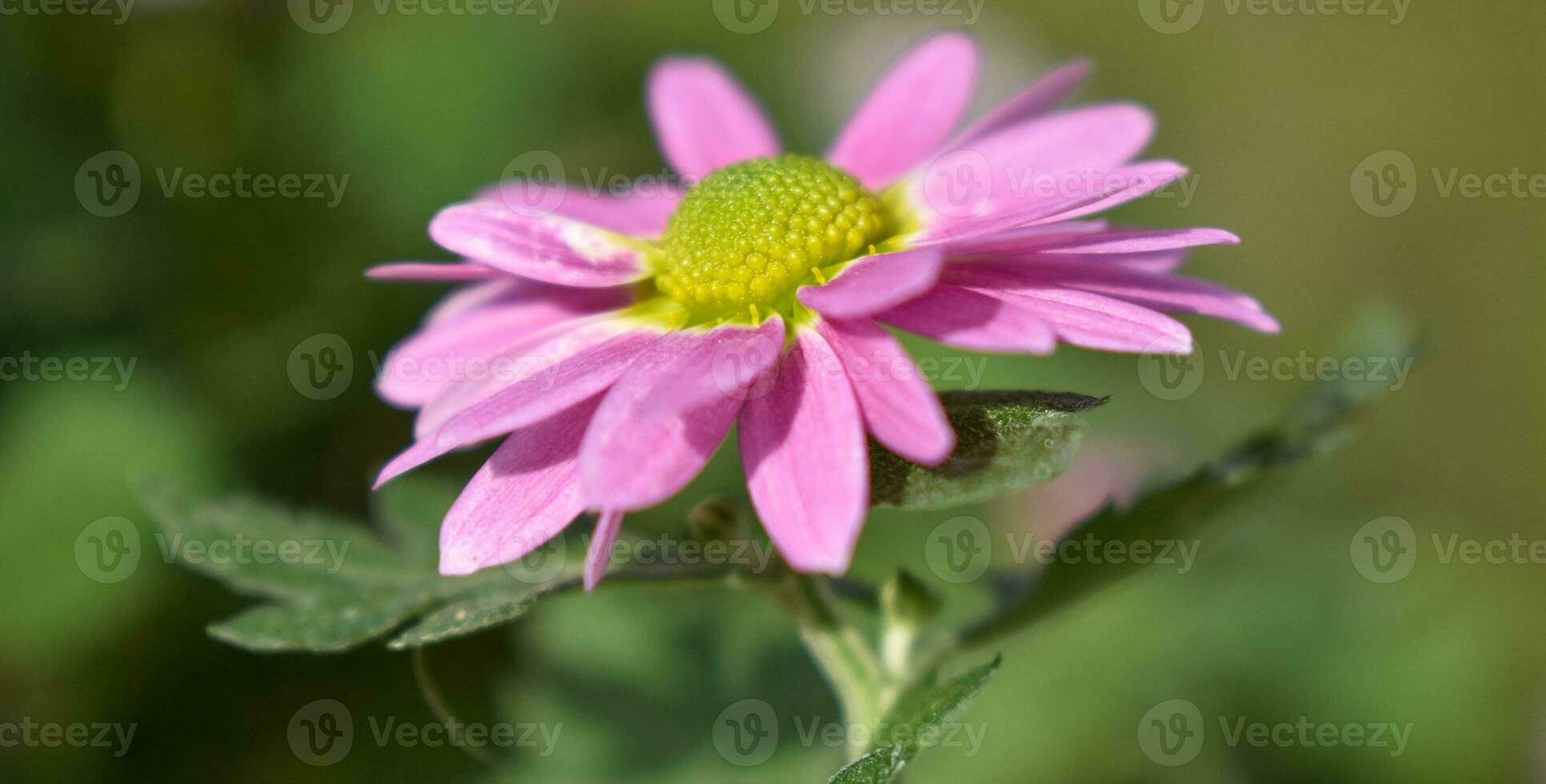 Chrysantheme Morifolium Blume foto