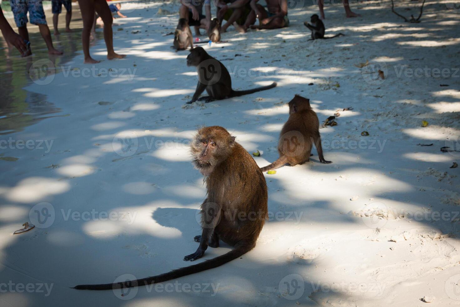 Affe beim das Affe Strand im koh Phi Phi Insel, Thailand foto