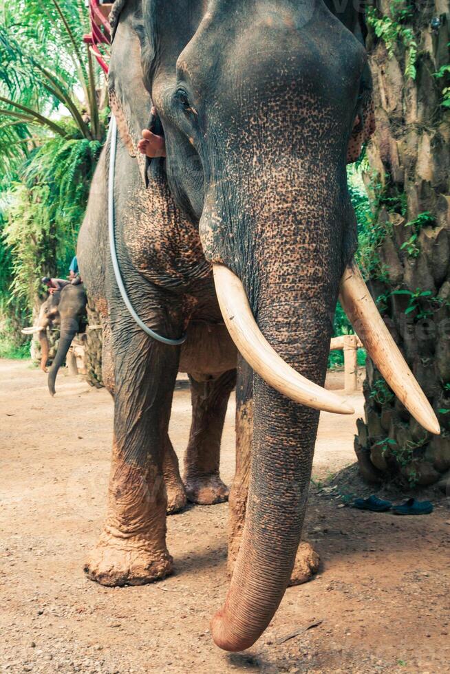 Elefant im Thailand foto