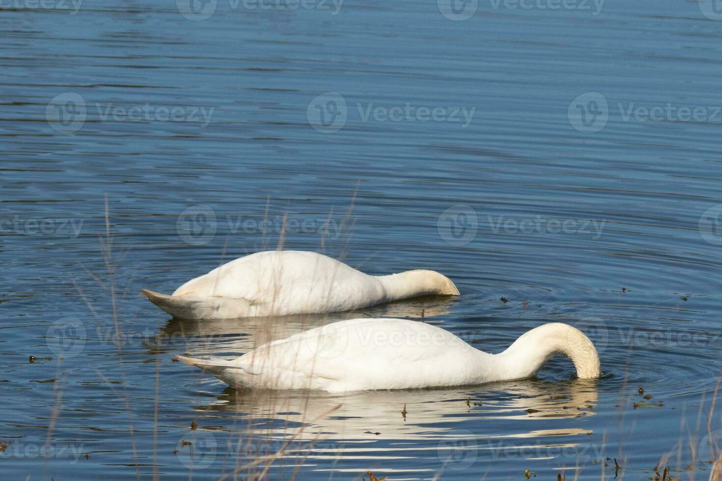 diese zwei schön Schwäne wurden schwebend über das Teich wann ich dauerte diese Bild. ziemlich Betrachtung und Wellen Kommen von ihnen. foto