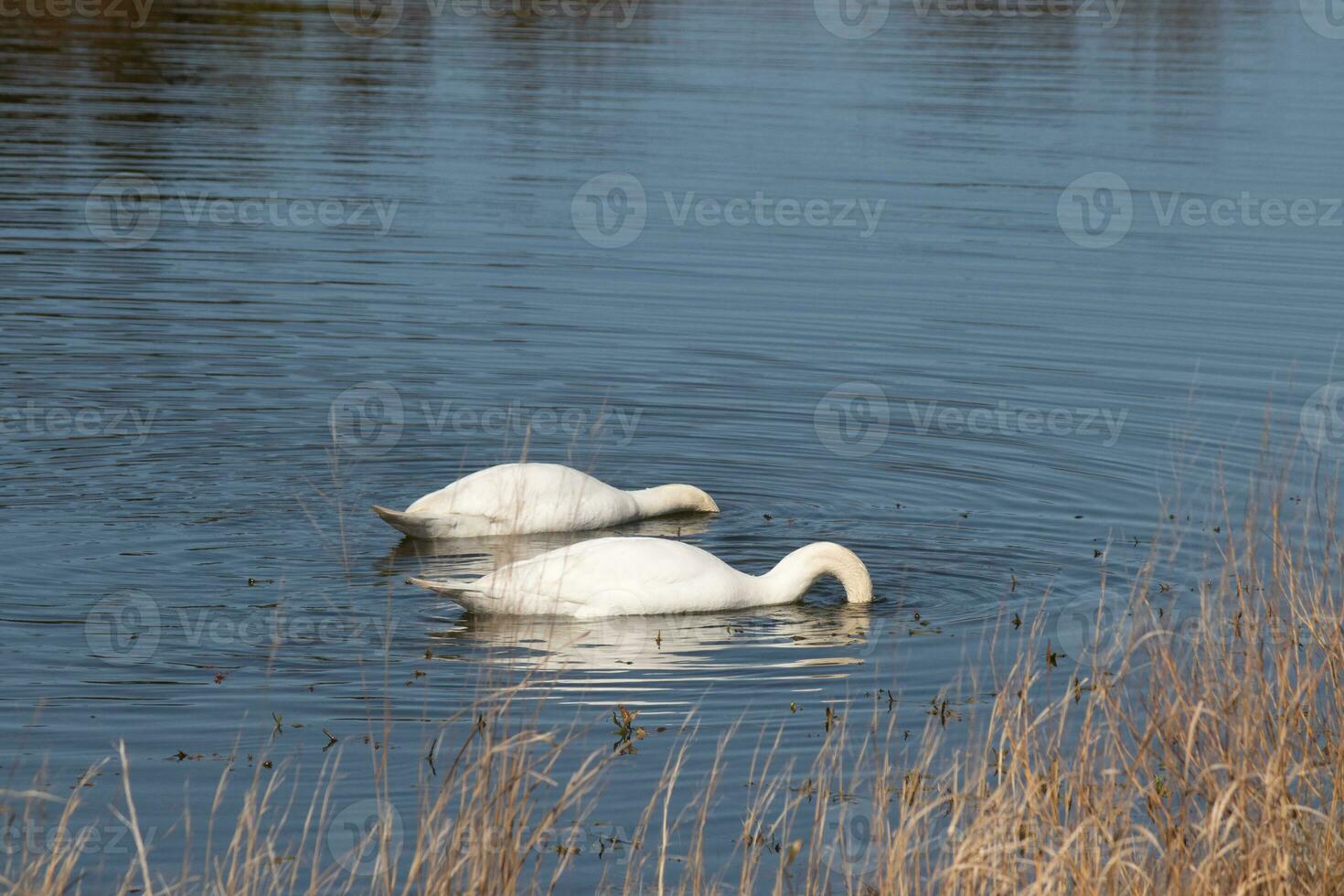 diese zwei schön Schwäne wurden schwebend über das Teich wann ich dauerte diese Bild. ziemlich Betrachtung und Wellen Kommen von ihnen. foto