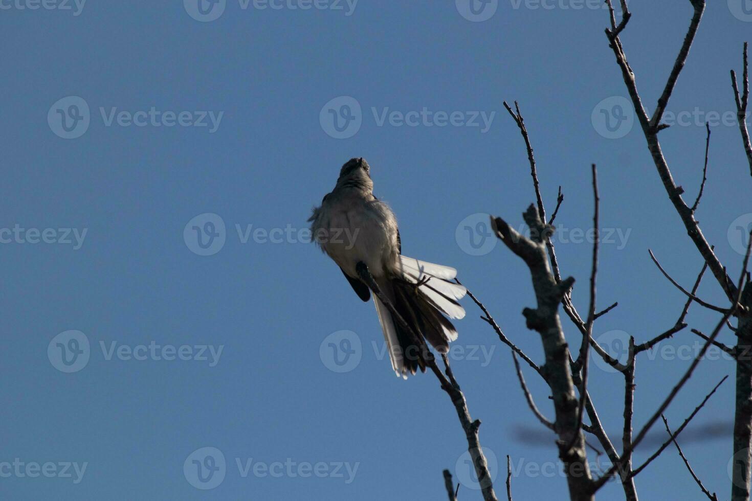 Spottdrossel thront auf Geäst von ein Baum. Gefieder flauschige von das Wind weht ihn. das grau Gefieder gebaut zu Mischung In. das Glieder sind nackt zeigen das fallen Jahreszeit. ziemlich Blau Himmel im das Hintergrund. foto