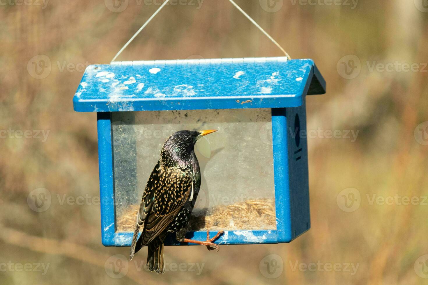 europäisch Star Kommen zu Besuch das Drossel Feeder zum Mehlwürmer. das Vogel ist schwarz und hat Weiß Tupfen. das Gefieder scheinen mit ein Regenbogen Farbe mögen Öl im Wasser. diese sind angreifend Spezies. foto