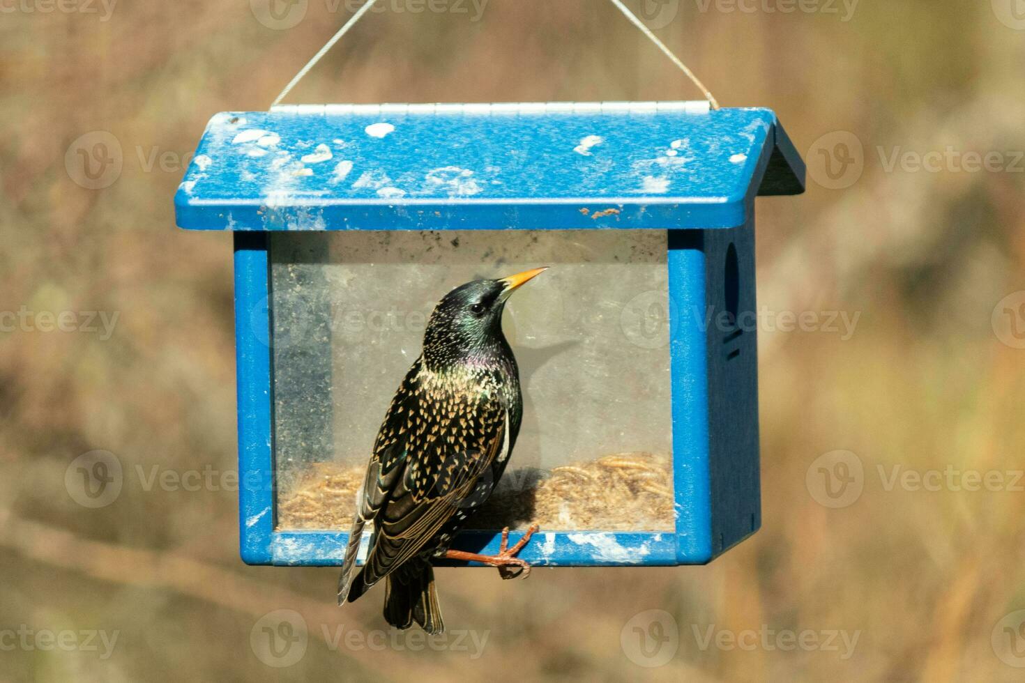 europäisch Star Kommen zu Besuch das Drossel Feeder zum Mehlwürmer. das Vogel ist schwarz und hat Weiß Tupfen. das Gefieder scheinen mit ein Regenbogen Farbe mögen Öl im Wasser. diese sind angreifend Spezies. foto