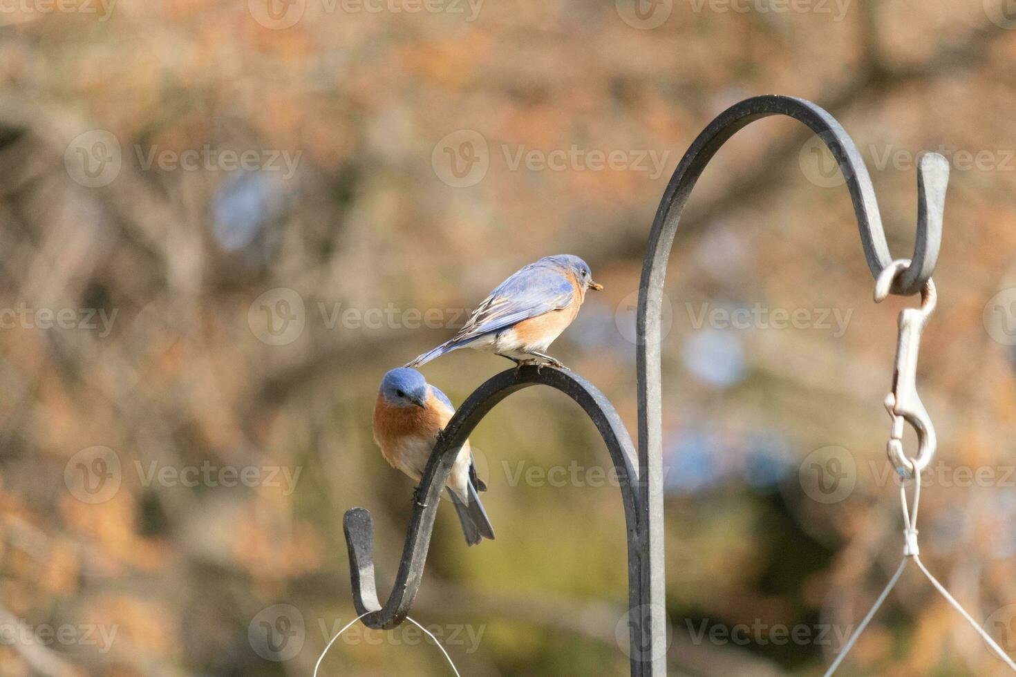 diese zwei süß Drosseln kam aus zu das Hirten Haken. Sie aussehen zu Sein genießen jeder Andere Unternehmen. ein Treffen von zwei Vögel aus zusammen. das ziemlich rostig Orange Bäuche mit Blau oben Gefieder. foto