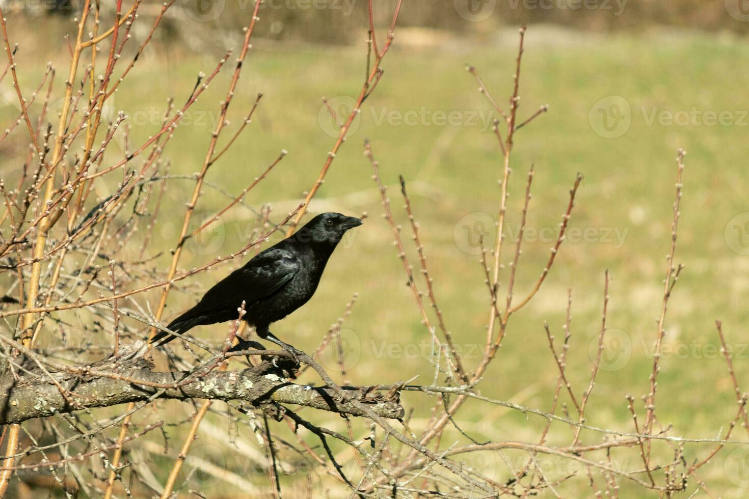 diese schön schwarz Krähe ist thront auf das Kante von das Geäst von diese Pfirsich Baum. das groß schwarz Vogel hat Gefieder Das fast scheint zu scheinen im das Sonne. diese Vogel ist Teil von das corvid Familie. foto