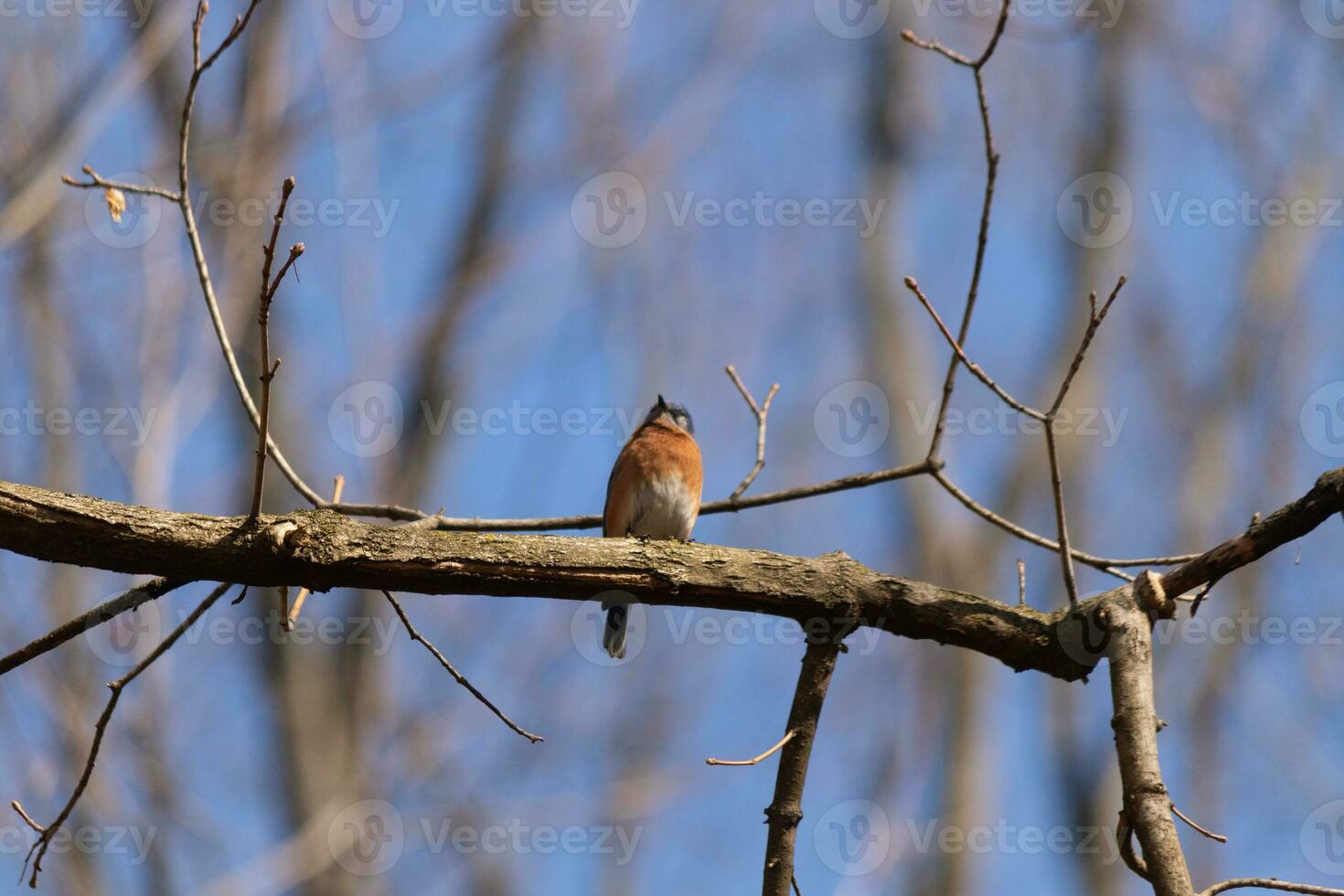 süß wenig Drossel saß thront auf diese Baum Ast zu aussehen um zum Lebensmittel. seine rostig Orange Bauch mit ein Weiß Patch steht aus von das Blau auf seine Kopf. diese wenig Vogel fühlt sich sicher oben Hier. foto