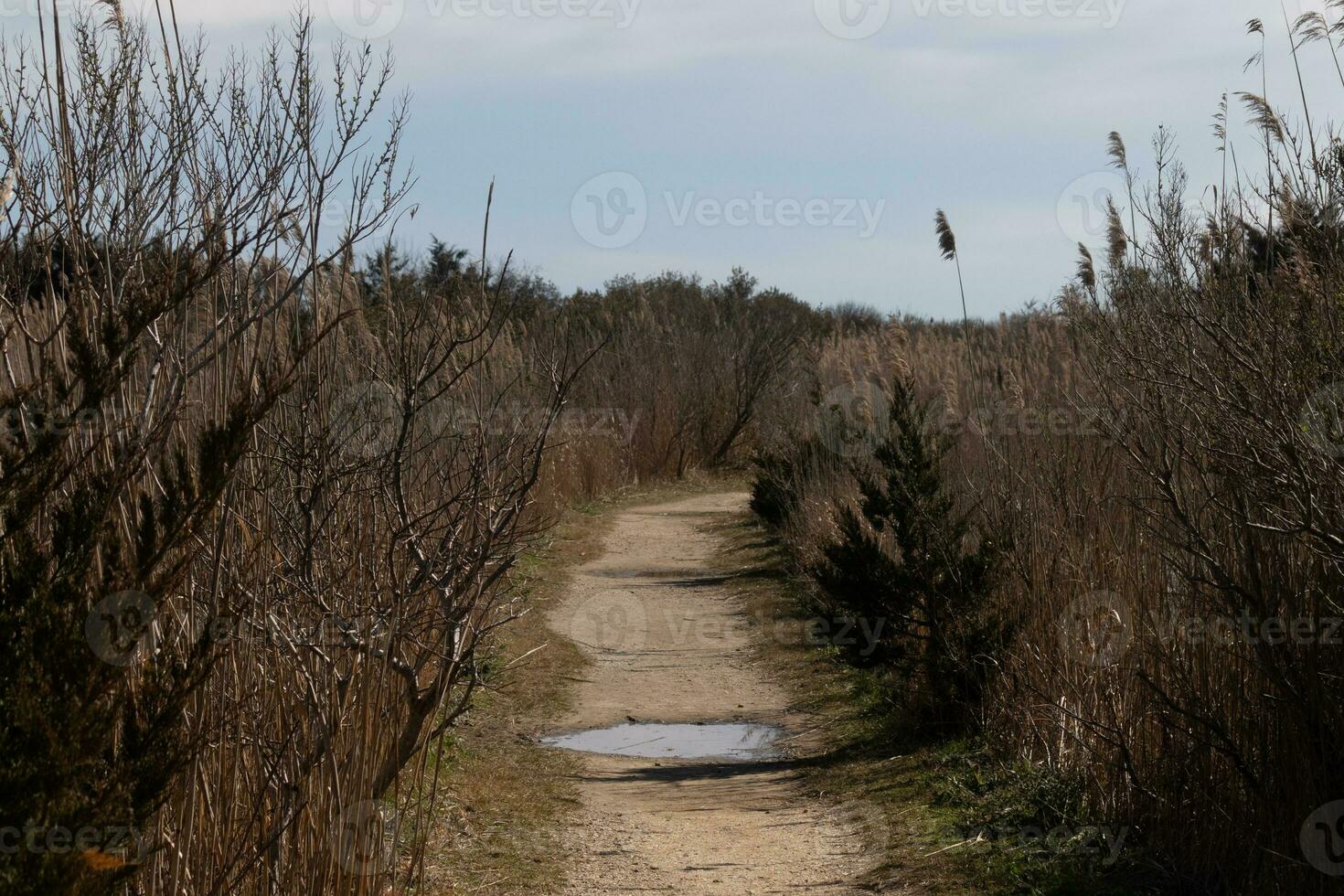 ich Liebe das aussehen von diese schön Schmutz Pfad Laufen durch das braun Laub. diese Bild fast hat ein fallen oder Strand aussehen zu Es. das hoch bewachsen Gras sieht aus ziemlich im diese Natur bewahren. foto