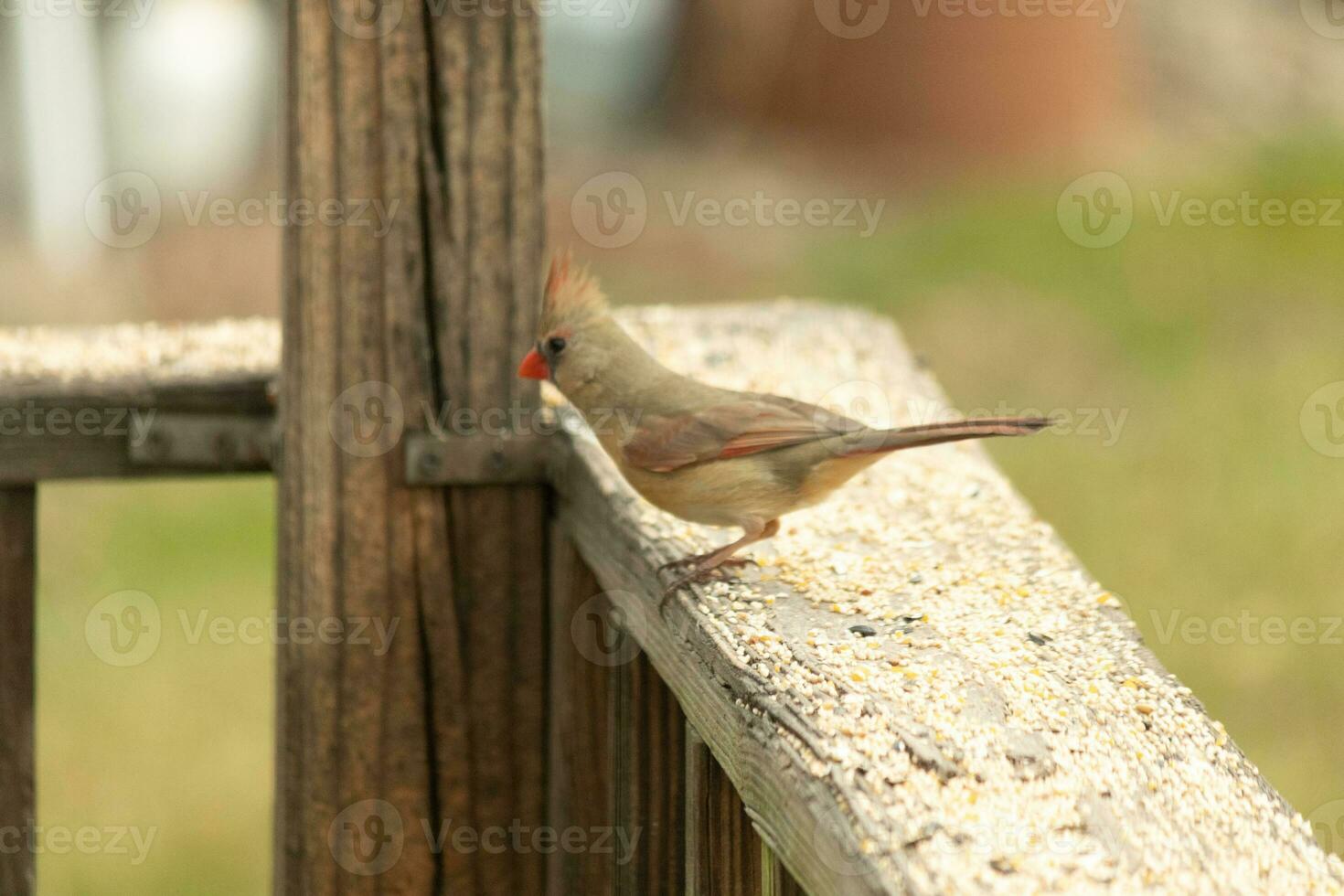 weiblich Kardinal Kommen aus zu das hölzern Geländer zum Vogelfutter. ihr braun Gefieder sind entworfen zum tarnen wie entgegengesetzt zu das hell rot von das männlich. ihr wenig Orange Schnabel spitz nach außen. foto