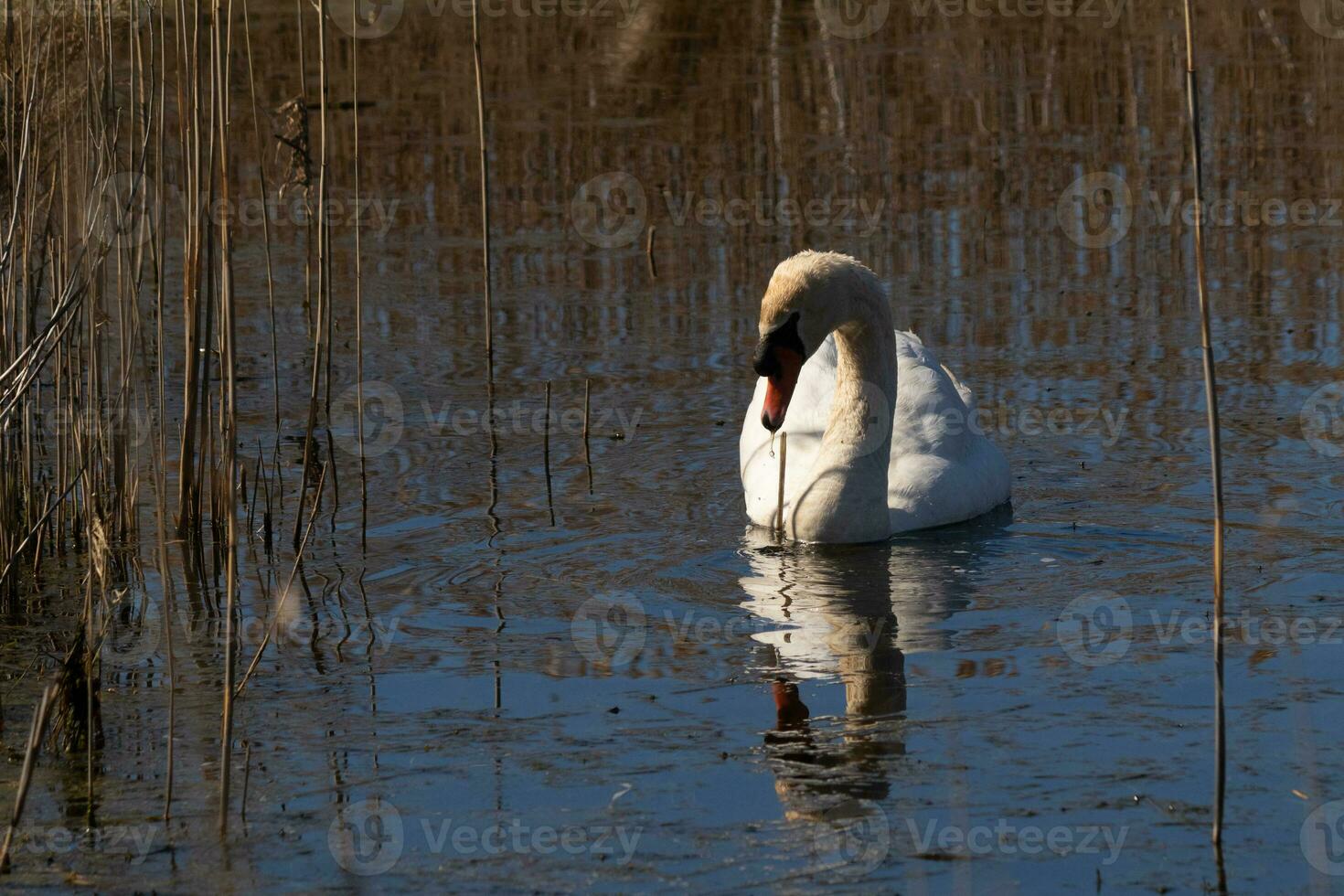 ich Liebe das aussehen von diese schön Weiß Schwan Schwimmen durch diese Teich. das groß Weiß Vogel scheint ziemlich friedlich. das Betrachtung unter diese Vogel ist Ja wirklich ziemlich im das immer noch Wasser. foto