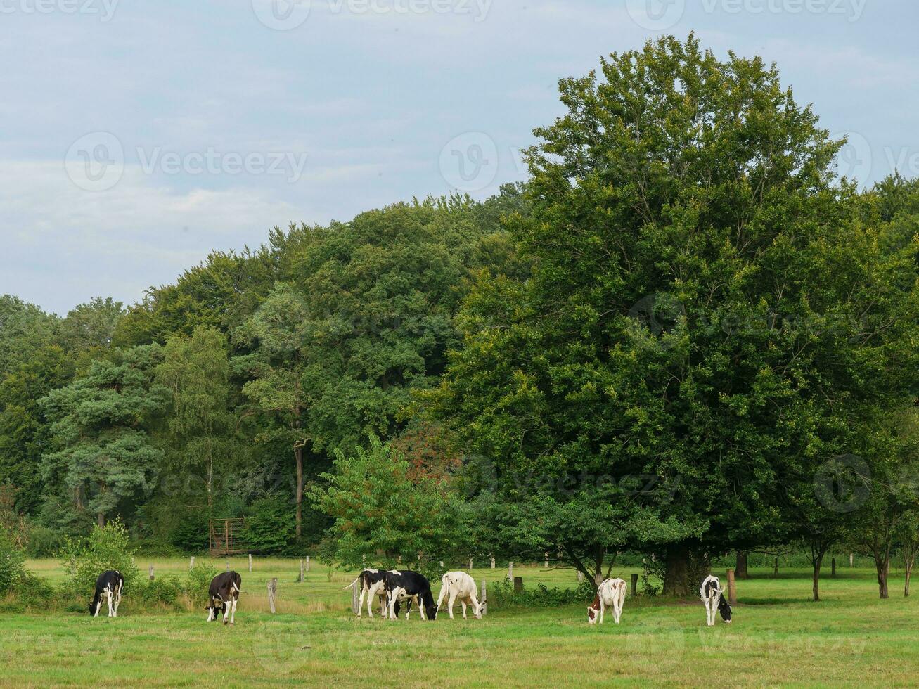 Kühe auf ein Feld im Westfalen foto