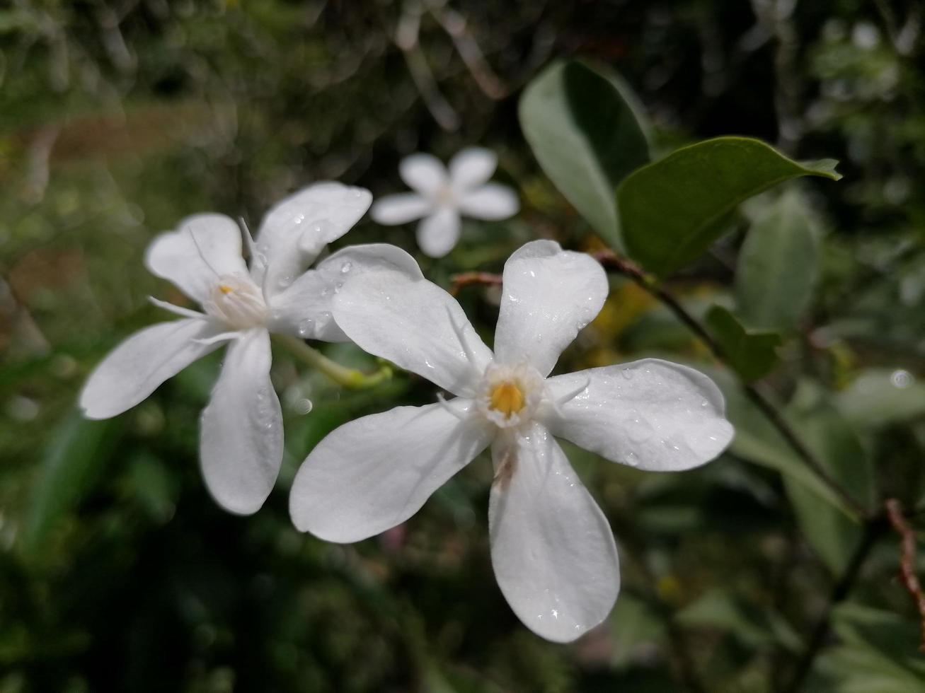 schöne weiße Blumen foto