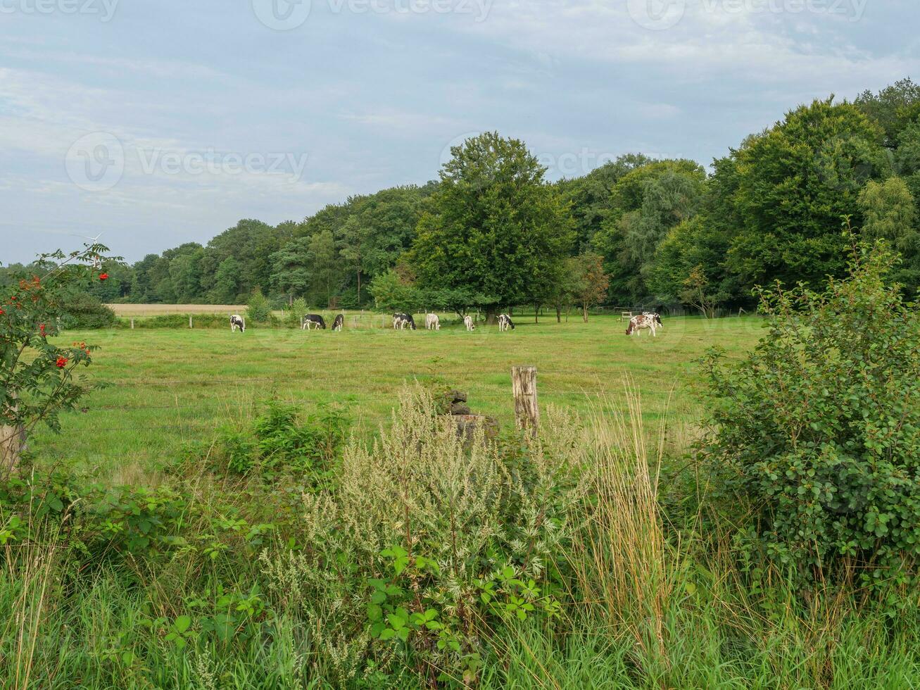 Kühe in Westfalen foto