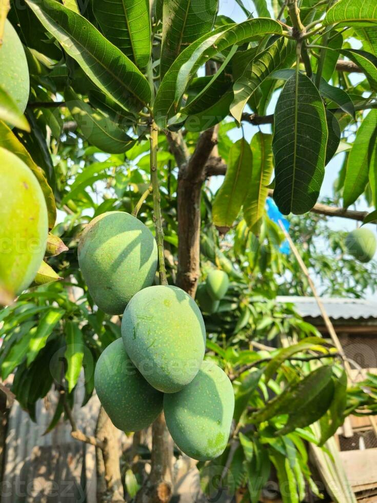 Mango Obst auf das Baum im das Garten, Thailand. foto