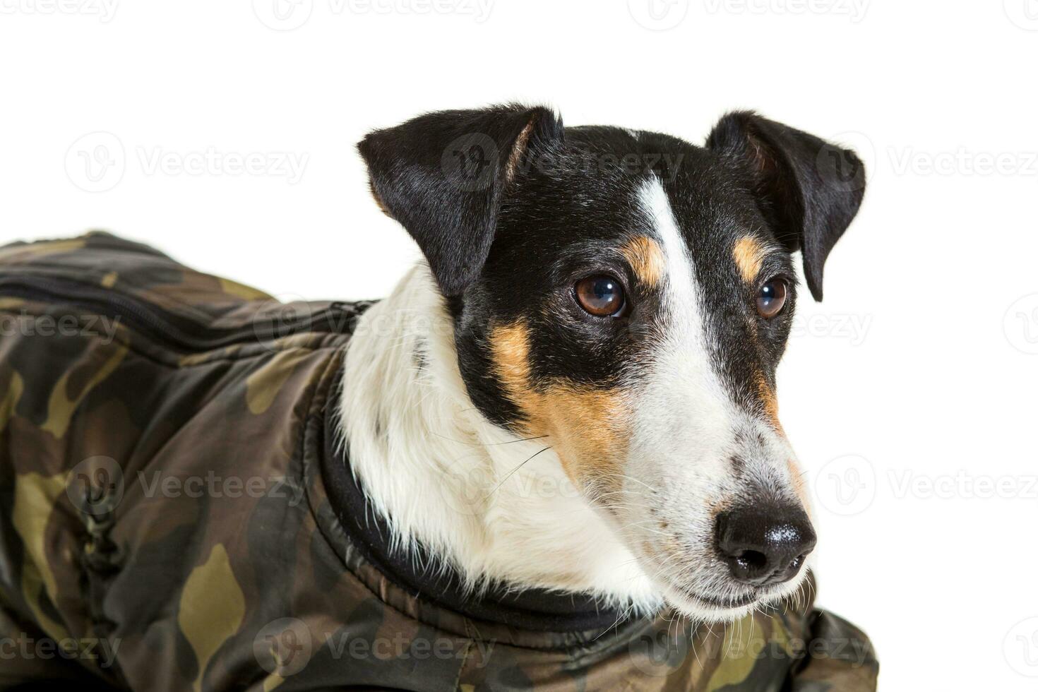 Porträt von ein reinrassig glatt Fuchs Terrier Weiß Hintergrund foto