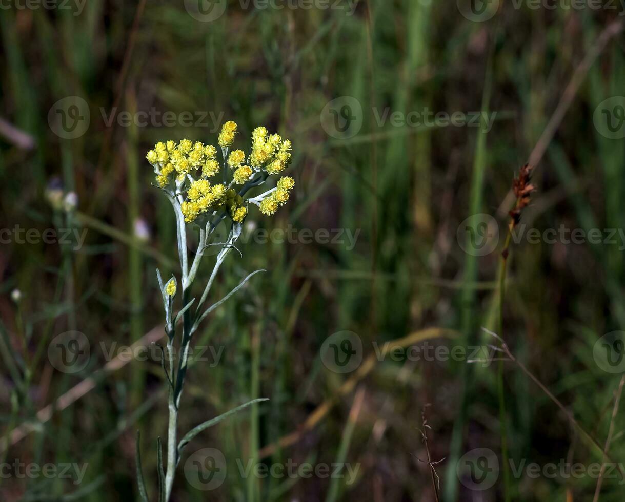 Gelb Kreuzkümmel. Helichrysum Arena, Zwerg ewig. Helichrysum Arena l ist ebenfalls bekannt wie Zwerg ewig, und wie Immortelle. foto