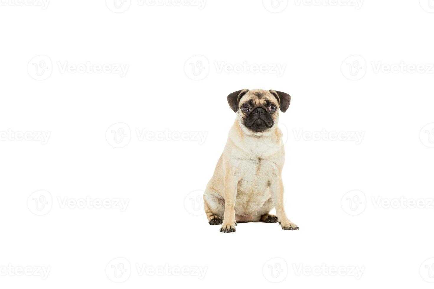 Mops Hund isoliert auf Weiß Hintergrund foto