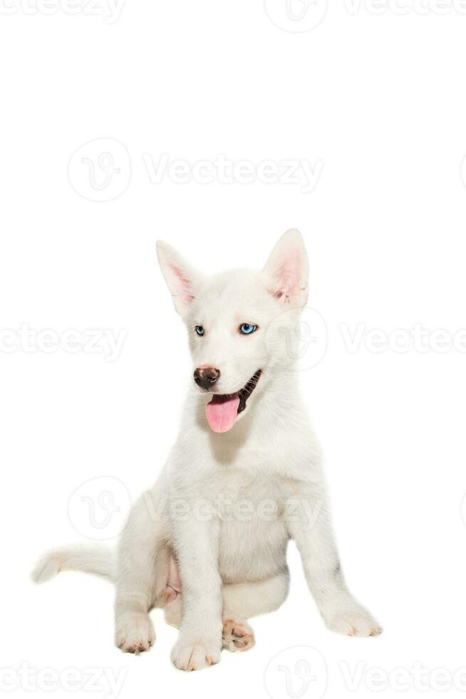 Hündchen Rasse das Huskys isoliert auf Weiß Hintergrund foto