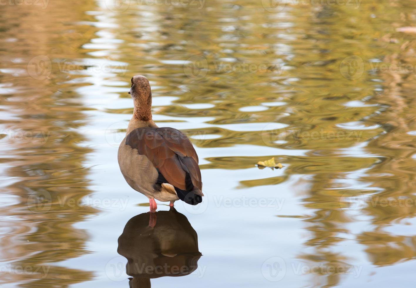 Ente in einem See foto