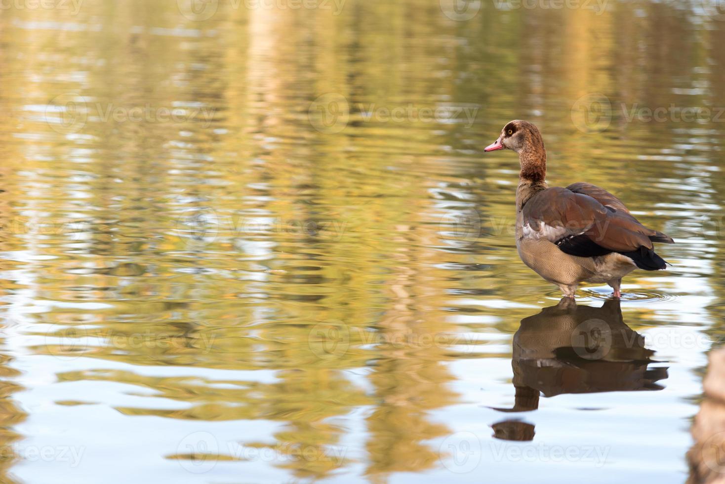 Ente in einem See foto