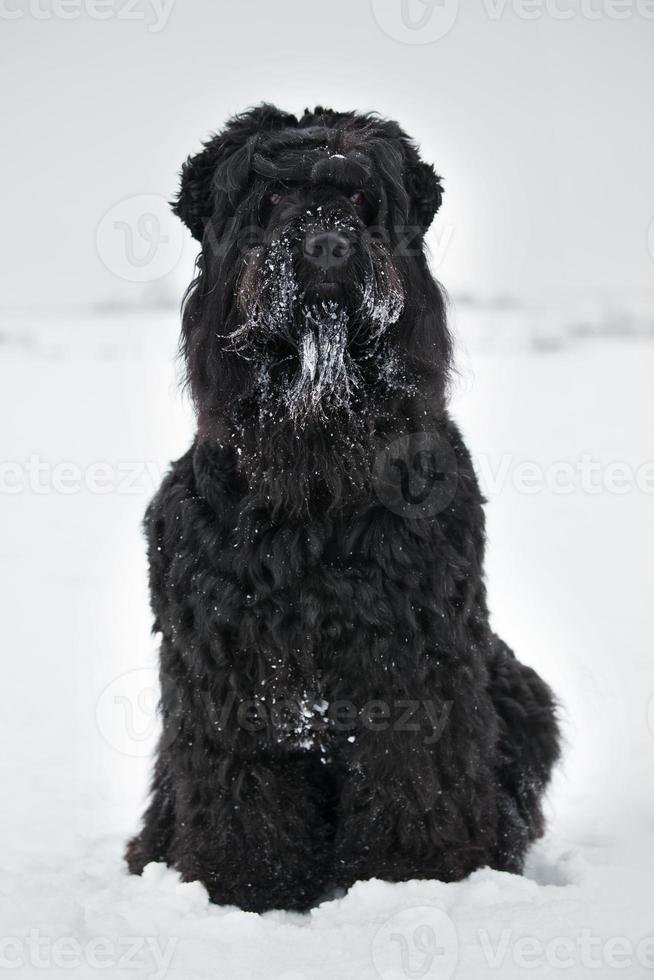 großer schwarzer Terrier mit Maulkorb im Schnee foto
