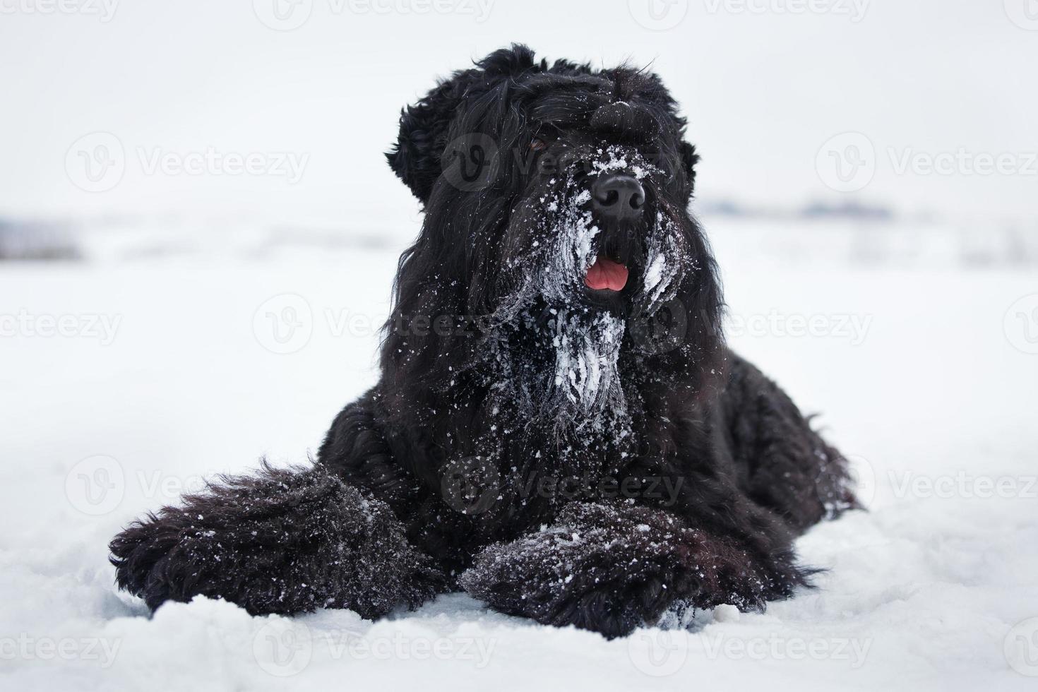 Black Terrier liegt auf dem weißen Schnee foto