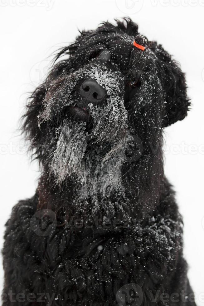 schwarzer Terrier mit Maulkorb im Schnee foto