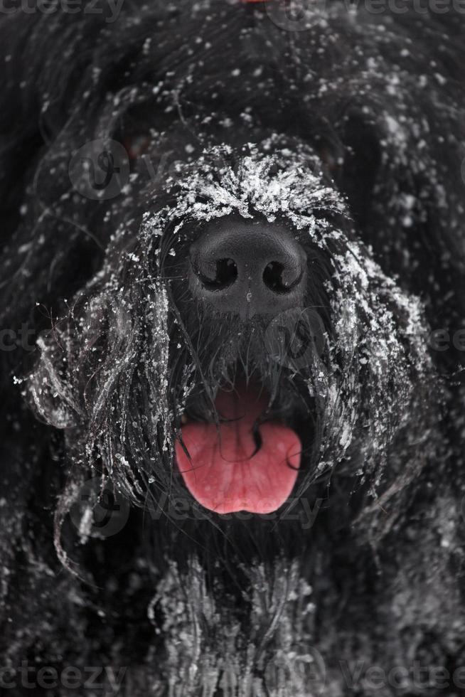 Maulkorb großer zottiger schwarzer Terrier foto