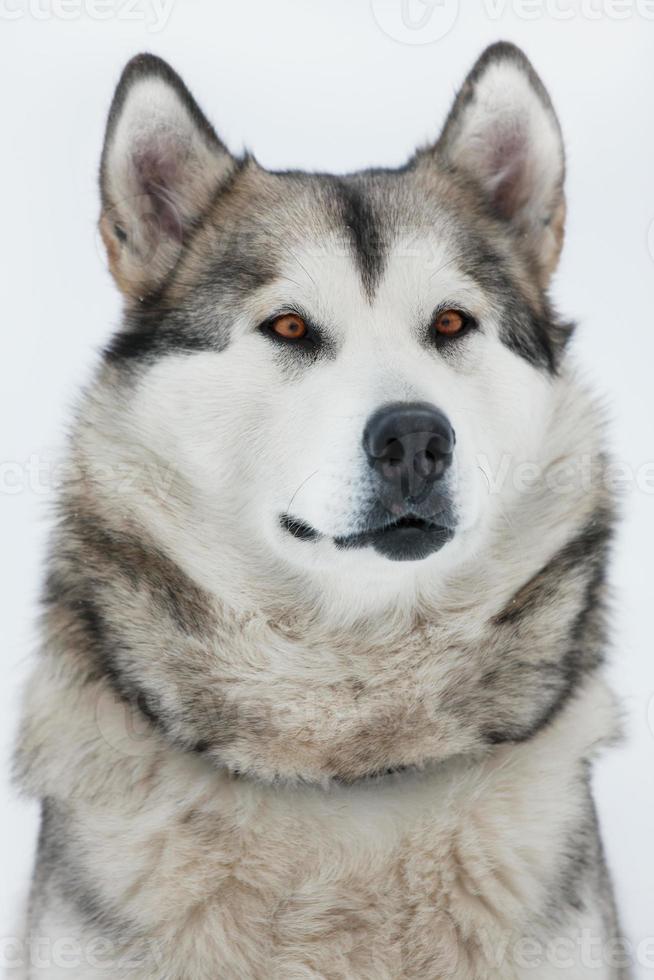 Alaskan Malamute sitzt und schaut in die Ferne foto