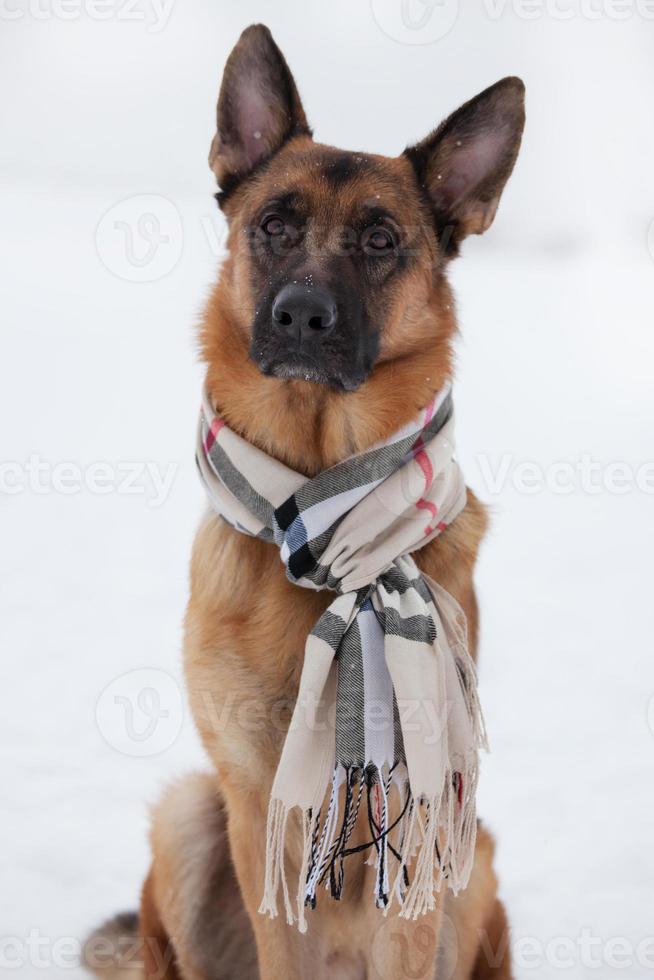 Hirte sitzt in einem Schal auf Schnee foto