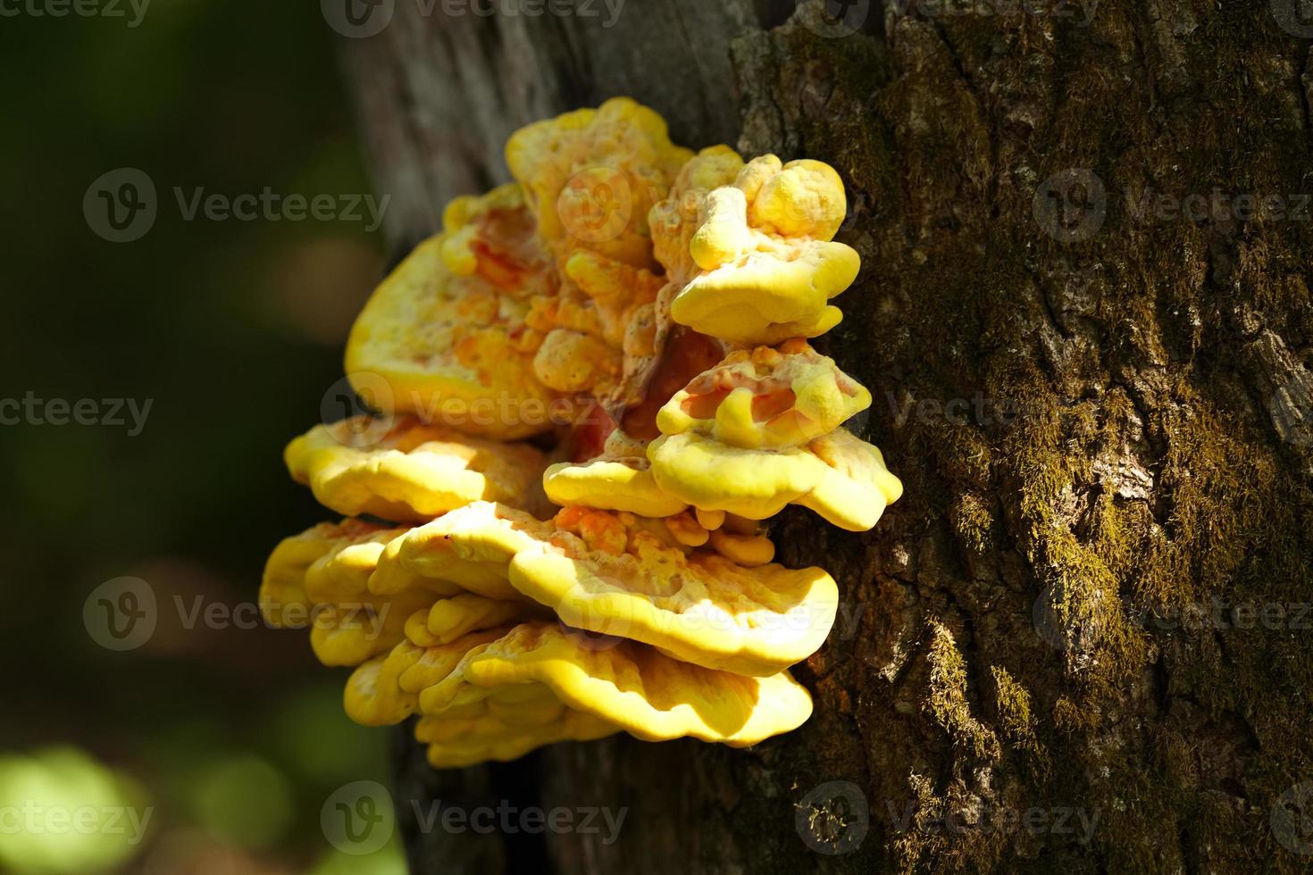 gelber Pilz wächst auf einem Baum foto