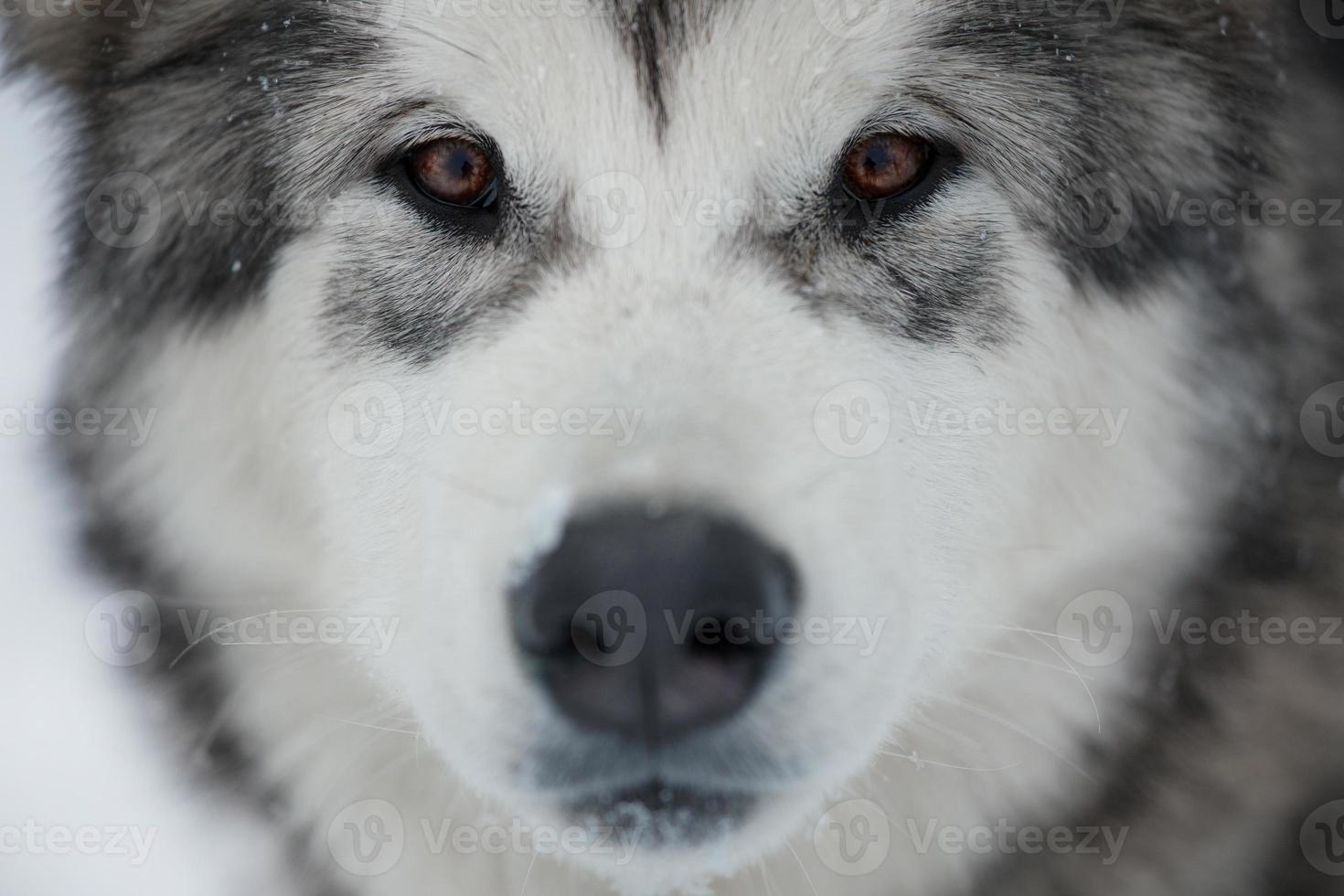 Alaskan Malamute Schnauze foto