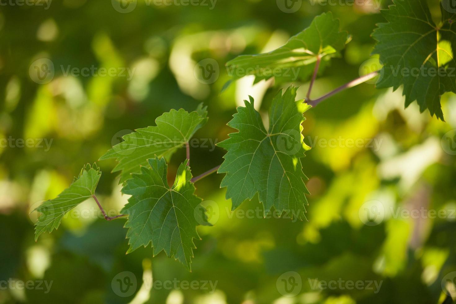 Rebe mit grünen Blättern foto