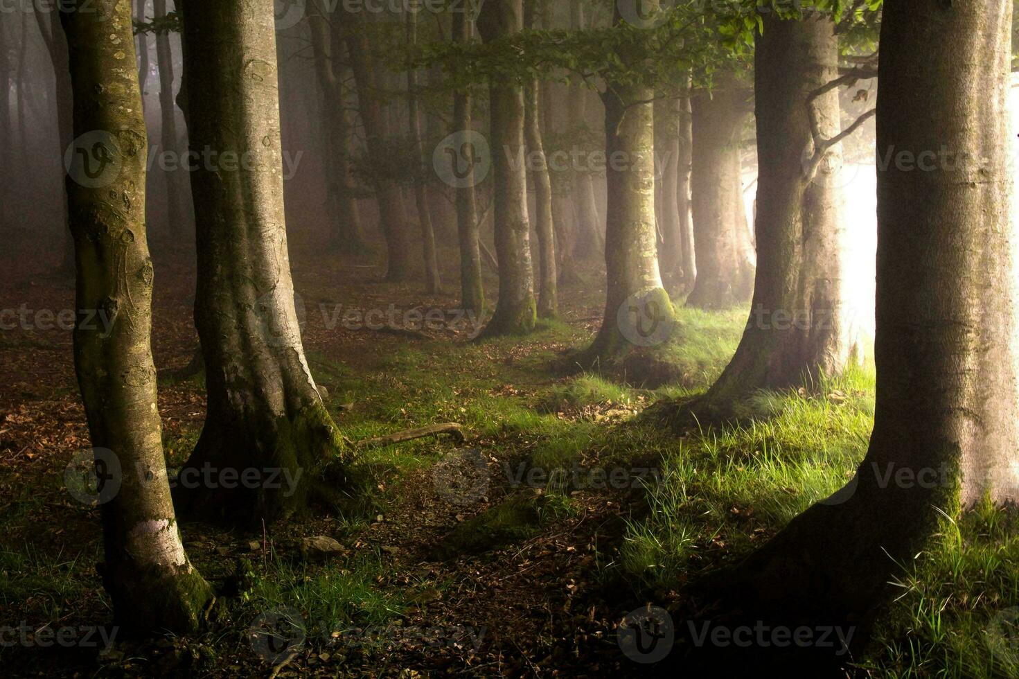 still altes Wachstum Wald mit Grün Laub und Sonnenlicht Filtern durch das Bäume. foto