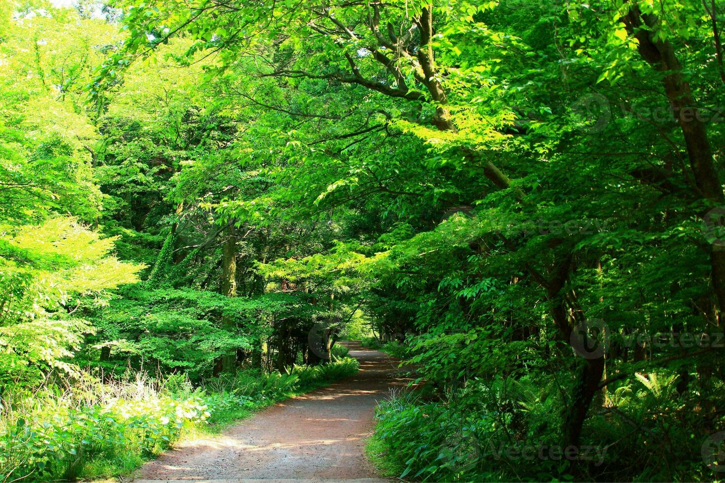 ein friedlich gehen durch üppig Wald Laub foto