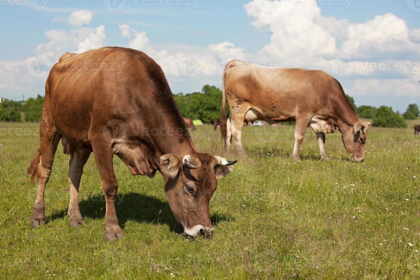 Kühe laufen über eine Wiese und fressen Gras foto