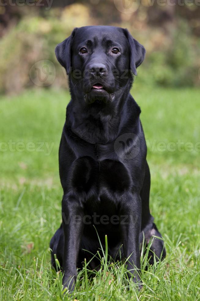 schwarzer Labrador sitzt auf grünem Gras foto