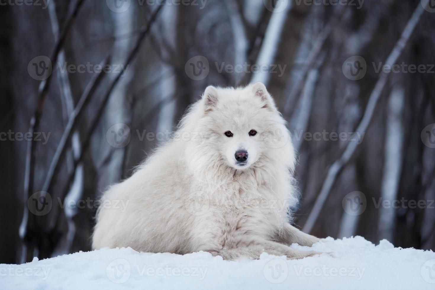 großer Hund liegt im Winter auf Schnee foto