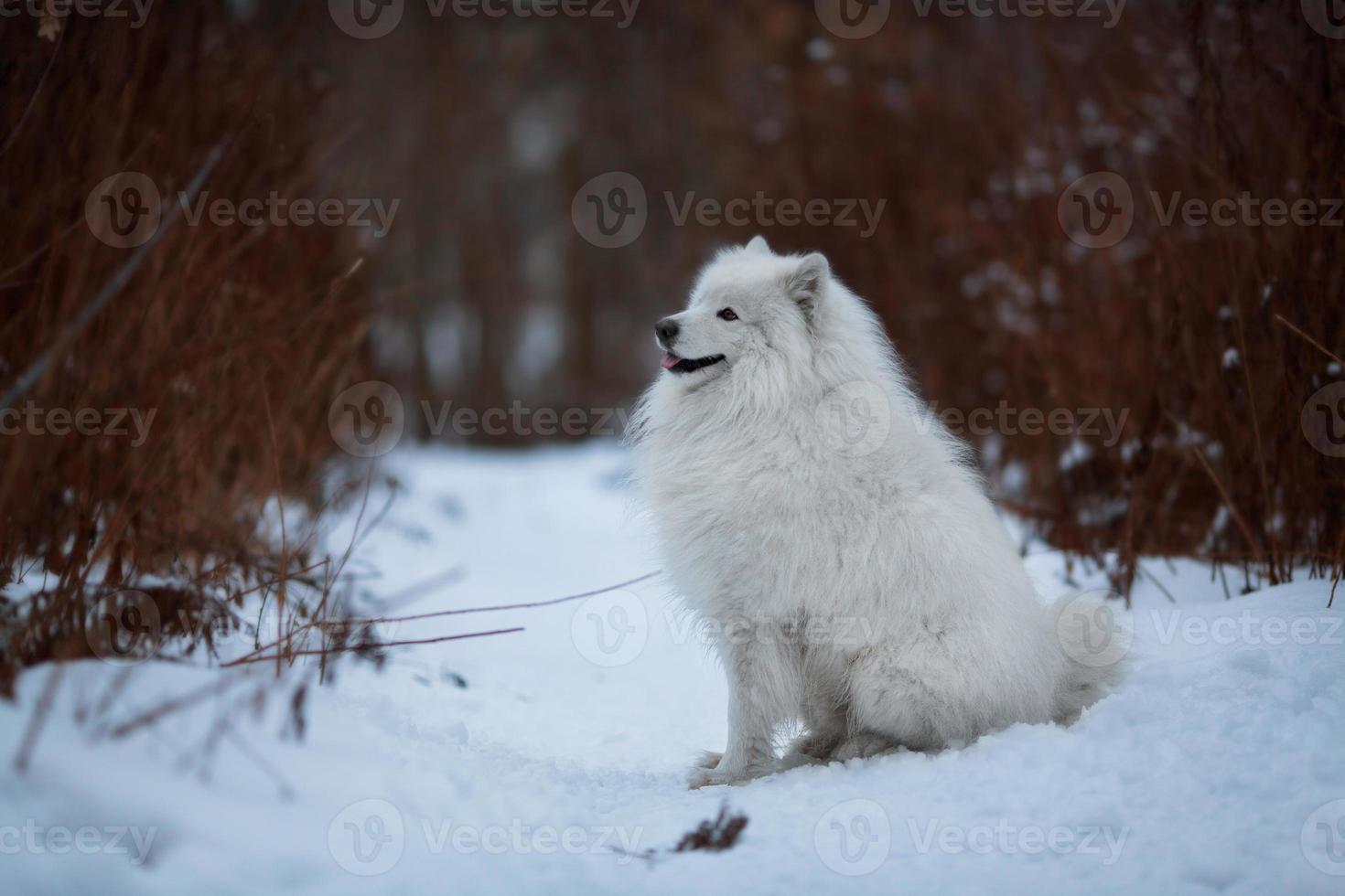 großer zottiger Hund sitzt auf einem Schnee foto