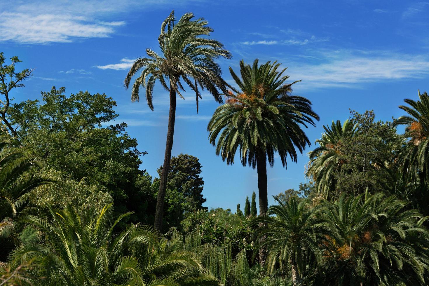 tropischer Wald mit hohen Palmen foto