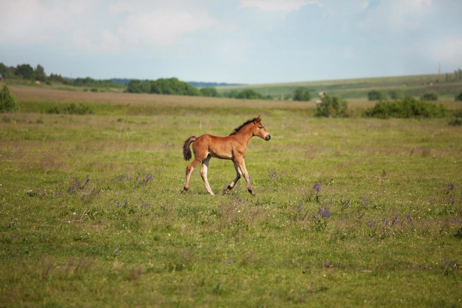 kleines Fohlen läuft auf dem Feld foto