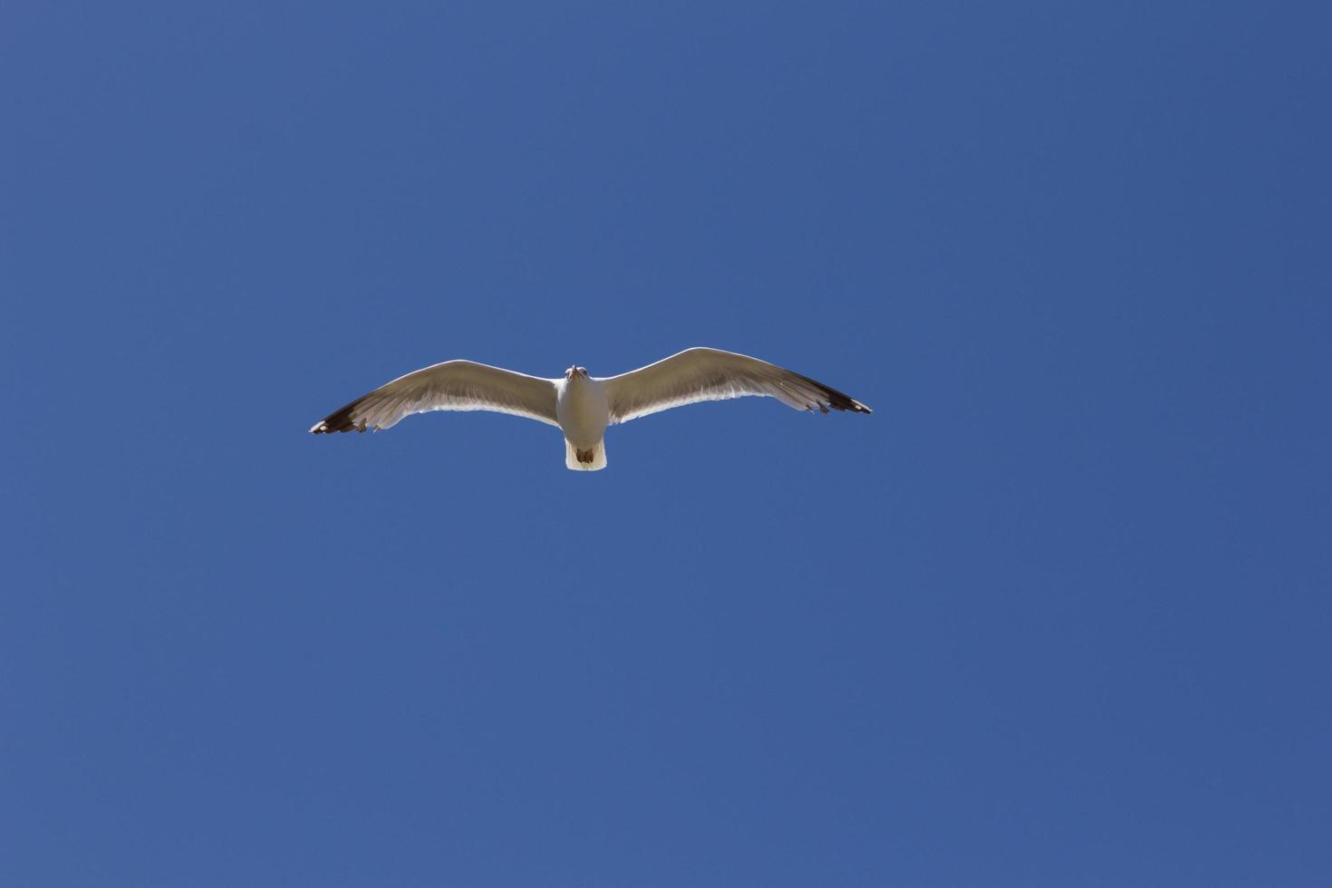 Möwe, Vogel, der normalerweise auf See ist. foto