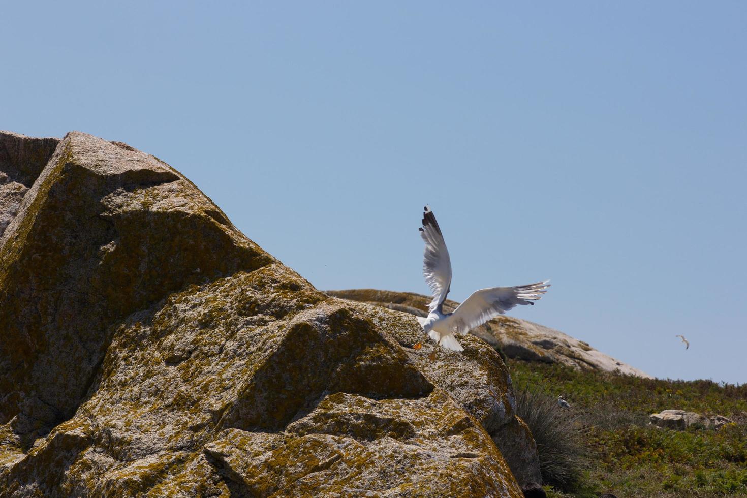 Möwe, Vogel, der normalerweise auf See ist. foto